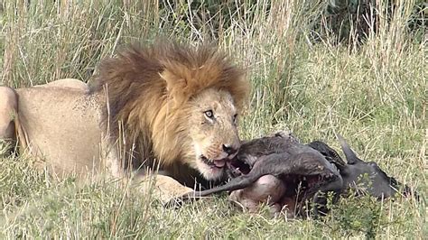 20085 Lion eating prey - YouTube