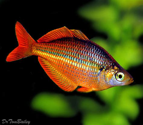 Premium Trifasciata Rainbowfish, 1" to 1.5" long