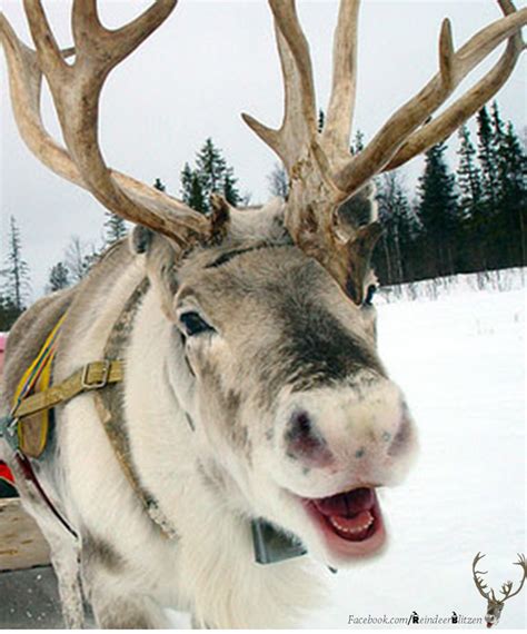 Blitzen, at flight practice. | Cute animals, Animals, Animals beautiful