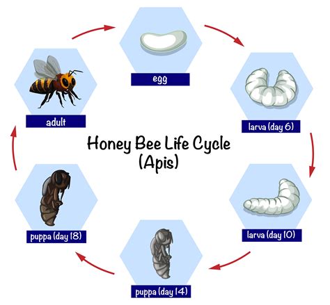 Download Honey bee life cycle Vector Art. Choose from over a million free vectors, clipart ...