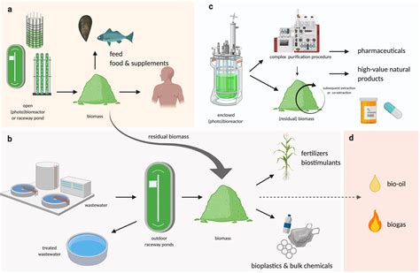 Frontiers | Emerging Technologies in Algal Biotechnology: Toward the Establishment of a ...
