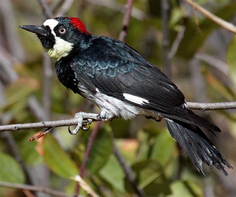 Acorn Woodpecker | San Diego Bird Spot