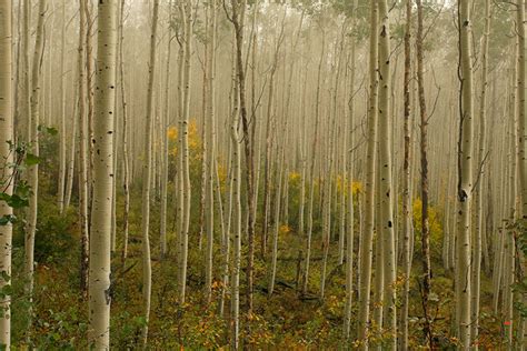 Aspen Forest | Aspen, Colorado | Nate Zeman - Photography