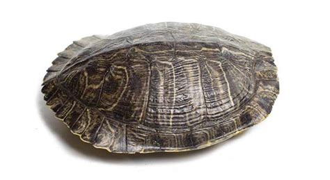 What Are Turtle Shells Made Of ? (with Pictures and Video ...