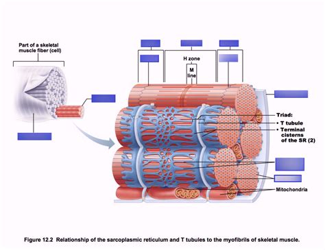 PHYL141L - Relationship of the Sarcoplasmic Reticulum and T Tubules to the Myofibrils of ...