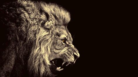 lion Wallpapers HD / Desktop and Mobile Backgrounds