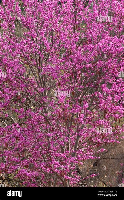 California redbud hi-res stock photography and images - Alamy