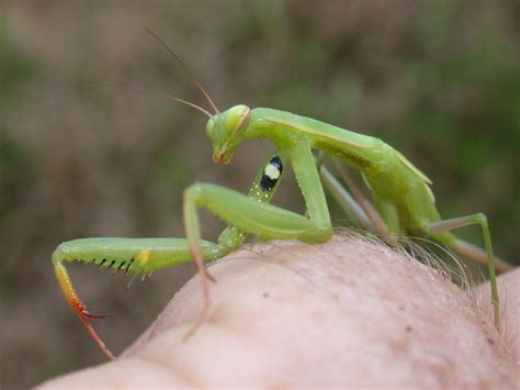 Invasives Archives - EcoBeneficial! ® | Praying mantis, Scariest photos ...