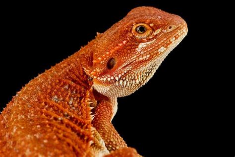 100+ Best Pet Lizard Names (Cute, Cool, and Funny!)