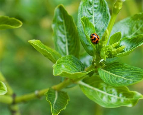 lady bird beetle | waiting for her next journey, this lady b… | Flickr