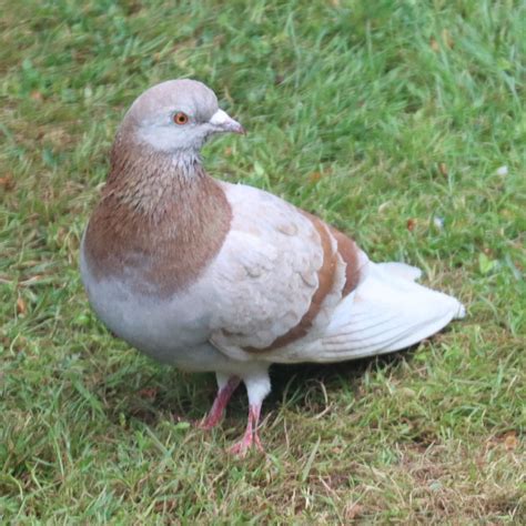 Feral Pigeon Colours and Patterns