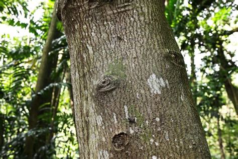 5 Crabapple Tree Diseases: How To Identify, Treat, and Prevent Each One ...