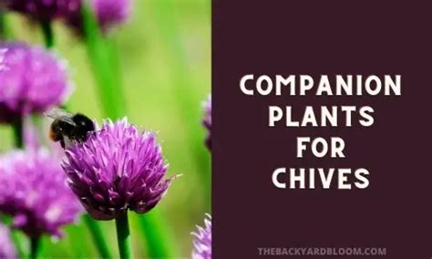 Companion Plants for Chives and What Not to Plant with Chives