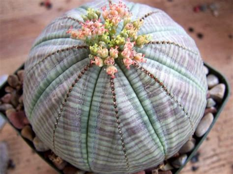 Euphorbia obesa (Baseball Plant) - World of Succulents