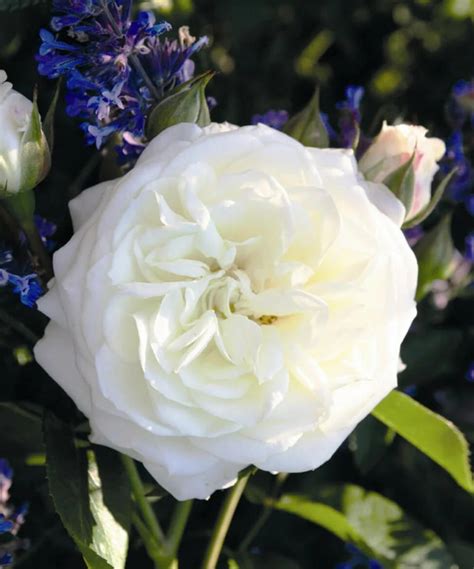 These are the best rose varieties to grow in your backyard, according to a professional flower ...