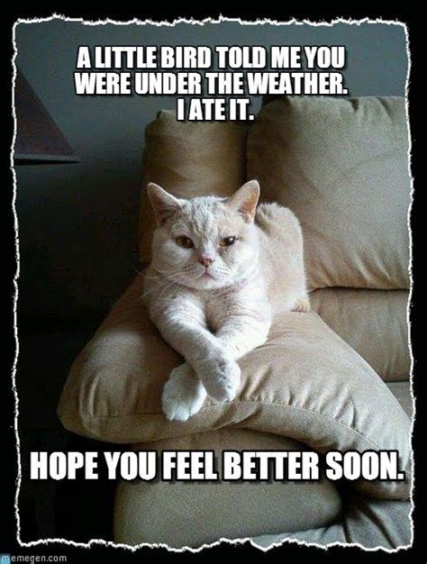 Get Well Soon Cat Meme - ExtraVital Fasion | Funny cat memes, Cat memes ...