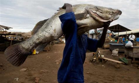 Fish exporters request parliament to ban Ugandans from consuming Nile ...