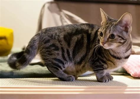 Munchkin Cat Breed Profile