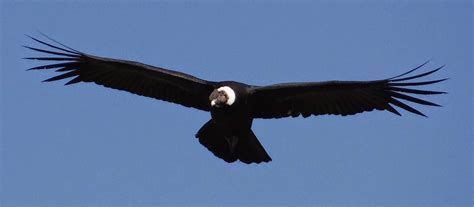 Stuart Marsden's Conservation Research Group: Counting Andean Condors at feeding stations