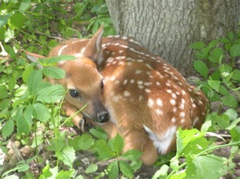 Fawn (Baby Deer) Information and Photos | ThriftyFun