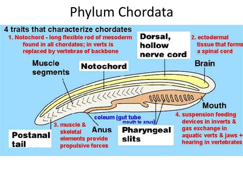 Chordata Meaning