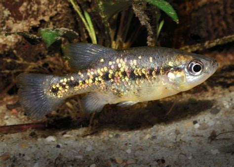 Wisconsin's Rare and Endangered Fish - Michael Goetzman