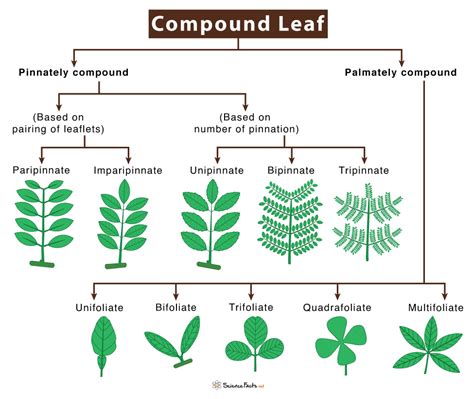 Different Types Of Leaves With Names And Pictures | Science Facts ...