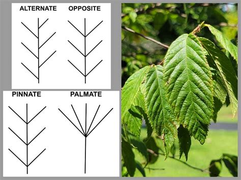 Tree of the Month, October 2022 – Simply Living