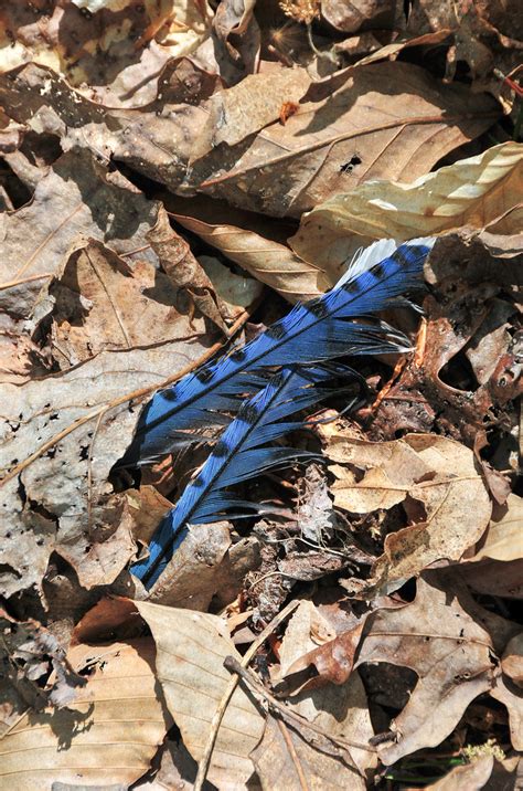 Blue Jay feathers on forest floor | I saw these beside the t… | Flickr
