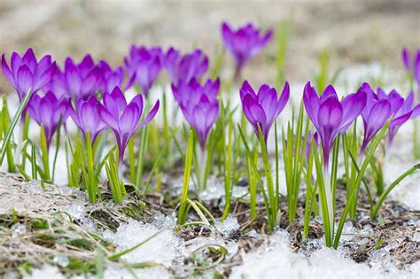 When to Plant Crocus Bulbs | Gardener's Path