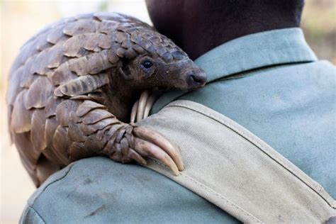 Inside Zimbabwe's Fight to Curb Pangolin Poaching - Pacific Standard ...