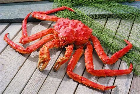 Alaskan King Crab Price - Food Crab