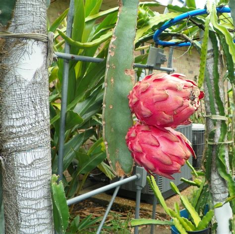 Hylocereus ocamponis red flesh Dragon Fruit variety from Spicy Exotics