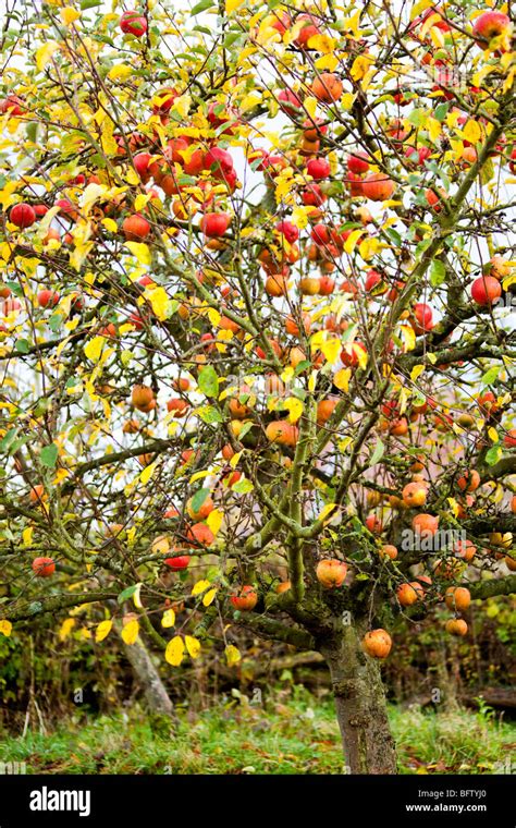 Apple tree autumn hi-res stock photography and images - Alamy