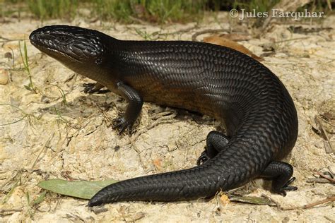 Eastern Blue-tongued Lizard (Tiliqua scincoides scincoides… | Flickr