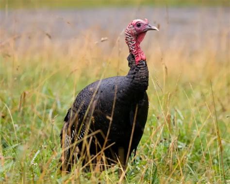 Wild Turkey - Facts, Diet, Habitat & Pictures on Animalia.bio