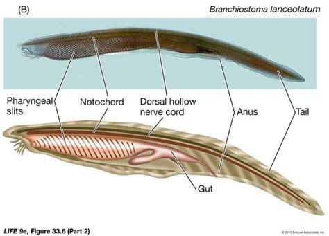 lancelet | Zoology, Marine animals, Anatomy and physiology