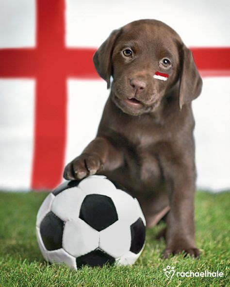 19 Dog's playing Soccer ideas | dogs, soccer, dogs and puppies