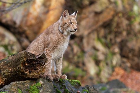 Wildlife of Romania | Untravelled Paths