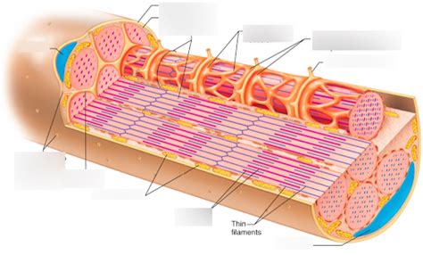 muscle fiber Diagram | Quizlet