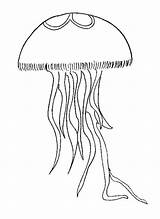 Jellyfish Coloring Medusas Qualle Meduse Kwallen Quallen Kleurplaat  sketch template