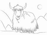 Yawning Yak Färbung Seite  Kostenlose Druckbare Malvorlagen Für Kinder sketch template