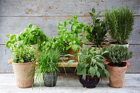 The ultimate guide to growing herbs | Jamie Oliver