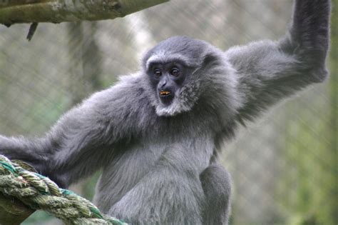 Howler monkeys are changing color | A Moment of Science - Indiana ...