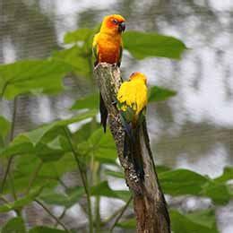 Sun parakeet - Parc animalier in France in Auvergne Rhône-Alpes le PAL: Psittaciformes from America