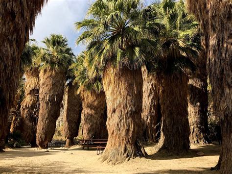 Palm Tree Oasis Hike | Coachella Valley Preserve | McCallum Trail