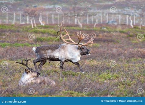 Reindeer Antlers Stock Photos - Royalty Free Images