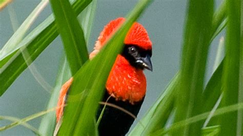 Birds of Nyungwe Forests in Rwanda, Bird Species in Nyungwe Forests