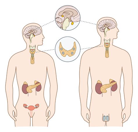 Endocrine Services - Denver Endocrinology, Diabetes and Thyroid Center, PC