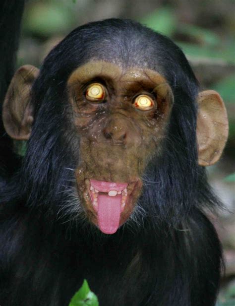 Zombie Squiggs: Zombie animals part 1 - Zombie Chimp